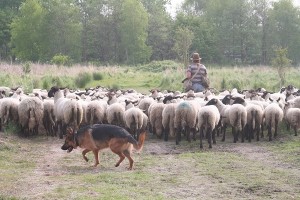 Duitse herder hoedt de kudde.