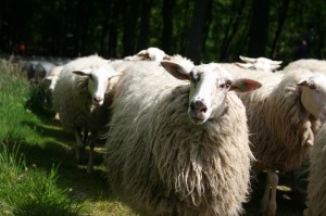 De schapen komen aan bij Zuylenstein. Ze worden hartelijk ontvangen.  De schapen kijken vrolijk terug.