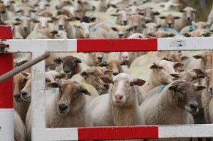 De schapen kunnen bijna niet wachten. Maar het hek is dicht, dus ze moeten wel.