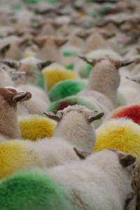 In deze tijd van het jaar vallen de kleuren van de schapen op.