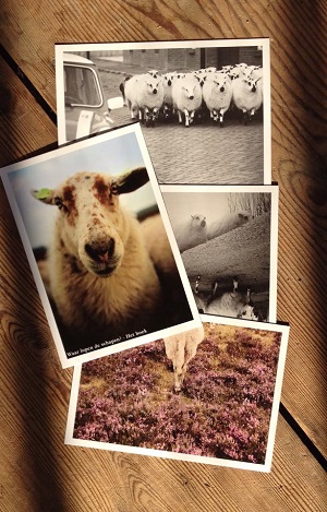 Mooie plaatjes van schapen